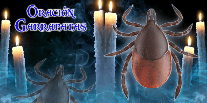 Oración de la Garrapata para Desesperar al ser amado